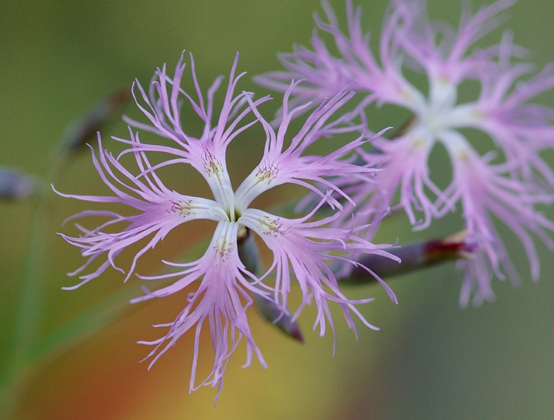 Dianthus superbus