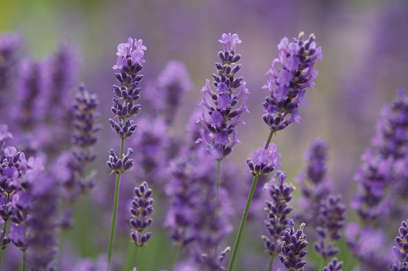 Lavandula angustifolia