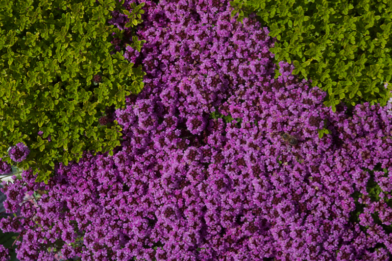 Thymus sp.