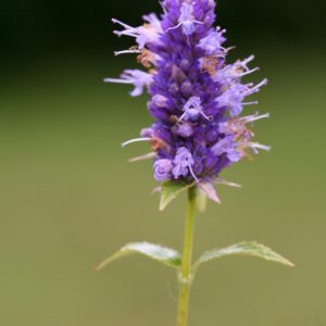 Agastache foeniculum - Anis-Ysop