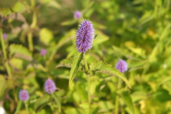 Agastache Rugosa - Koreanische Minze