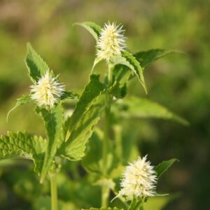 Agastache rugosa 'Alba' - Koreanische Minze 'Alba'