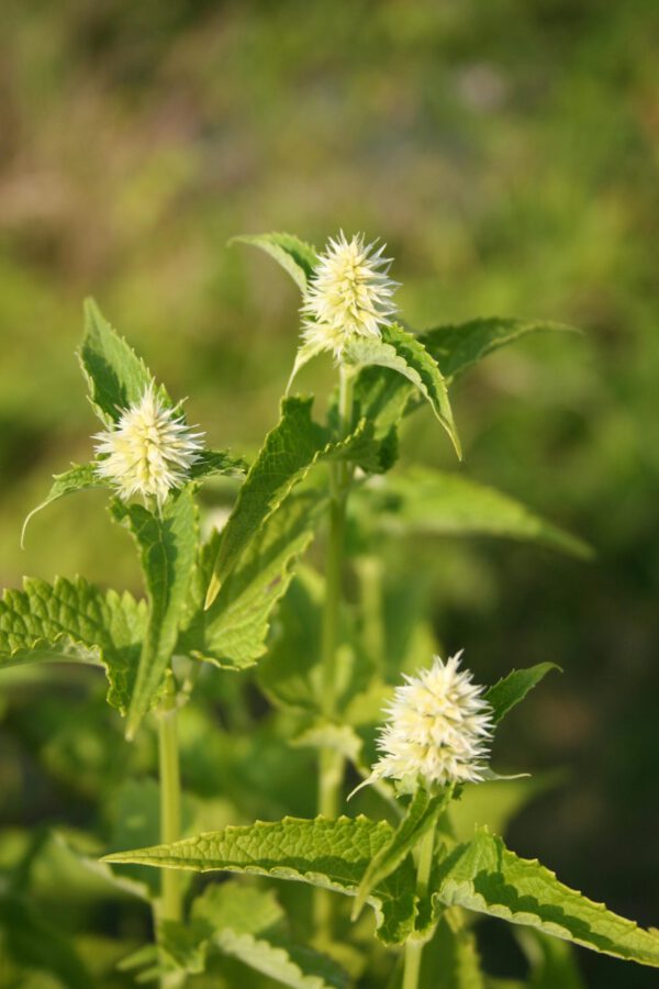 Agastache rugosa 'Alba' - Koreanische Minze 'Alba'