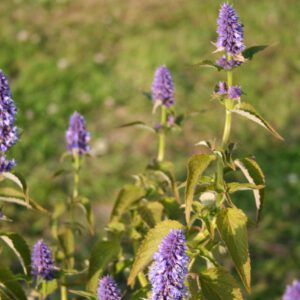 Agastache rugosa 'Blue Fortune' - Koreanische Minze 'Blue Fortune'