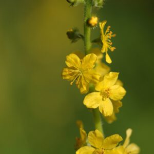Agrimonia eupatoria - Kleiner Odermennig
