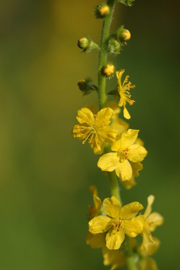 Agrimonia eupatoria - Kleiner Odermennig