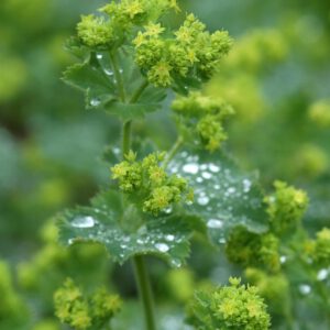 Alchemilla xanthochlora - Frauenmantel