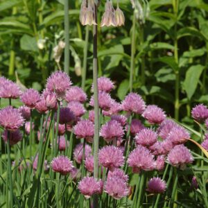 Allium schoenoprasum - Schnittlauch