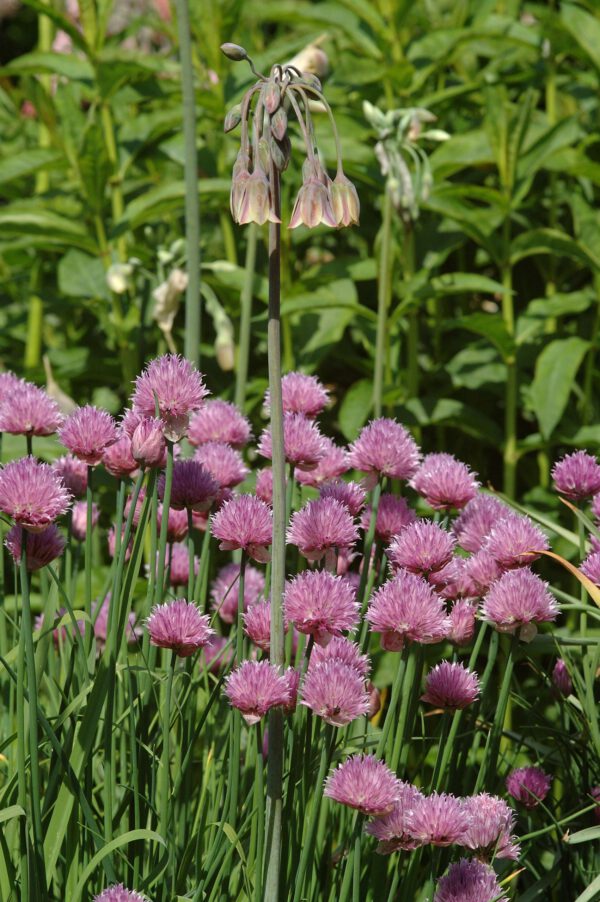 Allium schoenoprasum - Schnittlauch