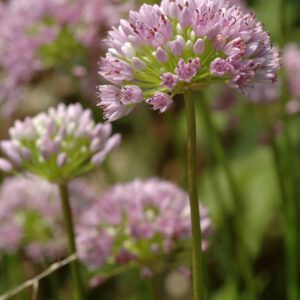 Allium senescens ssp montanum - Berglauch