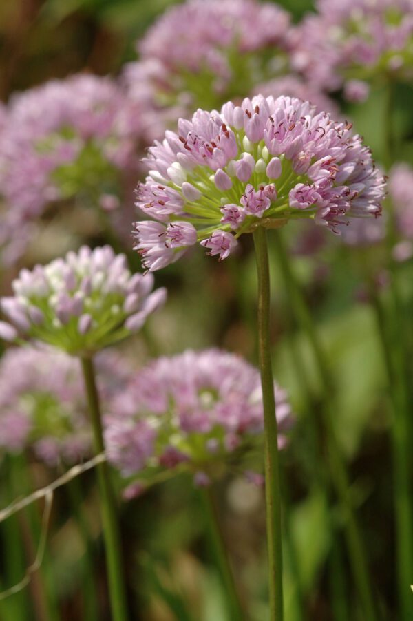 Allium senescens ssp montanum - Berglauch