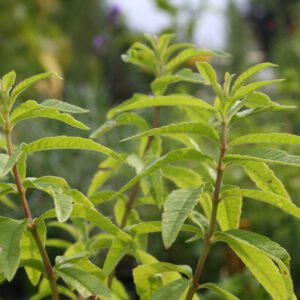 Aloysia citriodora - Zitronenverbene