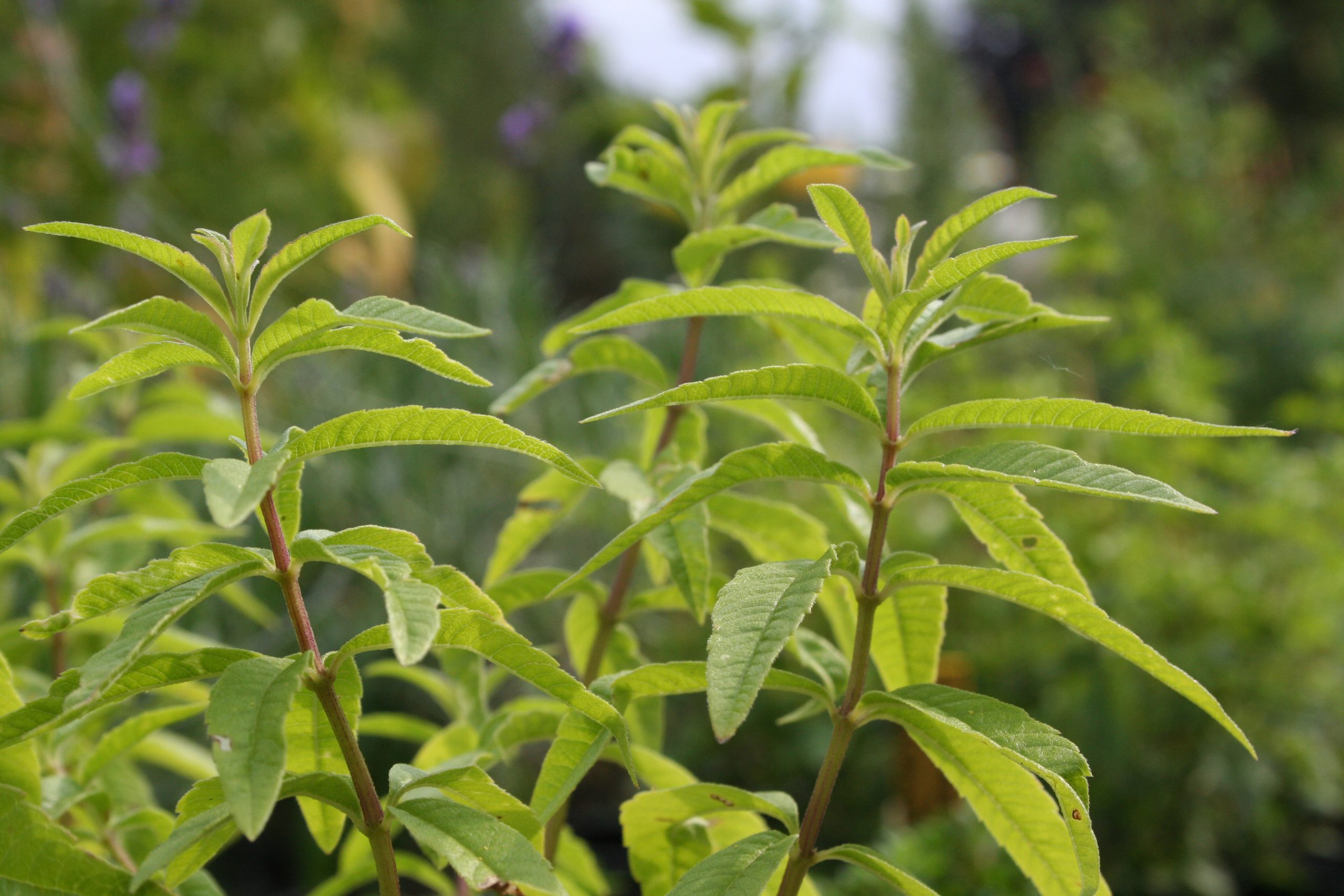 Aloysia citriodora - Zitronenverbene