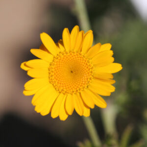 Anthemis tinctoria - Färberkamillle