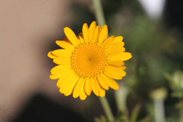 Anthemis tinctoria - Färberkamillle