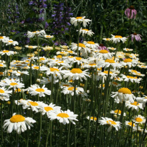 Anthemis tinctoria 'Alba' - Weiße Färberkamille