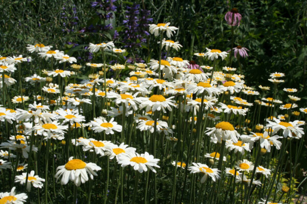 Anthemis tinctoria 'Alba' - Weiße Färberkamille