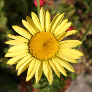 Anthemis tinctoria 'E. C. Buxton' - Färberkamille 'E. C. Buxton'