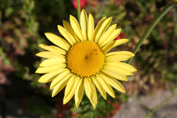 Anthemis tinctoria 'E. C. Buxton' - Färberkamille 'E. C. Buxton'