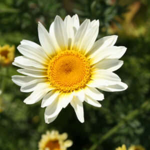 Anthemis tinctoria 'Sauce Hollandaise' - Färberkamille 'Sauce Hollandaise'