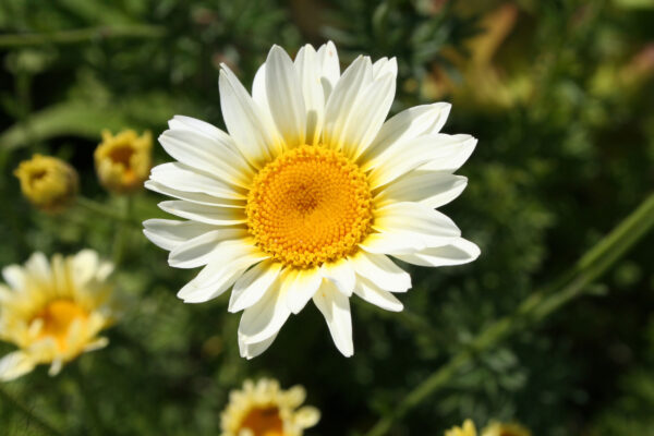 Anthemis tinctoria 'Sauce Hollandaise' - Färberkamille 'Sauce Hollandaise'