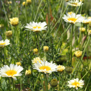 Anthemis tinctoria 'Sauce Hollandaise' - Färberkamille 'Sauce Hollandaise'