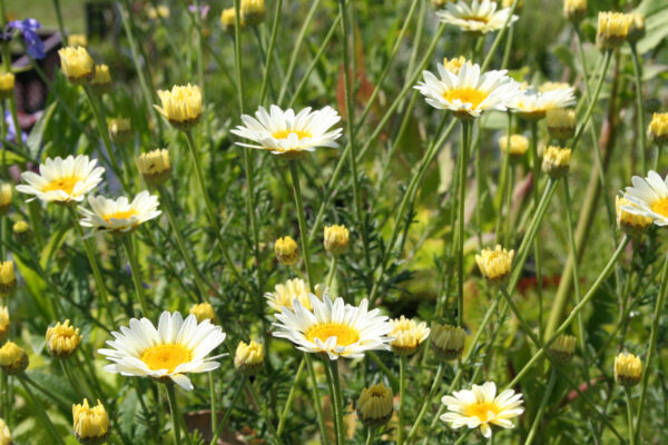 Anthemis tinctoria 'Sauce Hollandaise' - Färberkamille 'Sauce Hollandaise'