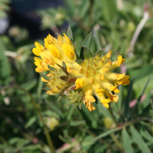 Anthyllis vulneraria - Echter Wundklee