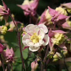 Aquilegia vulgaris 'Winkt gefüllt Rosa-Weiß' - Akelei