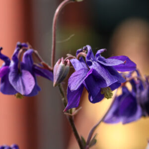 Aquilegia vulgaris - Akelei