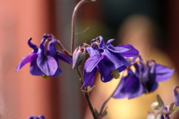 Aquilegia vulgaris - Akelei