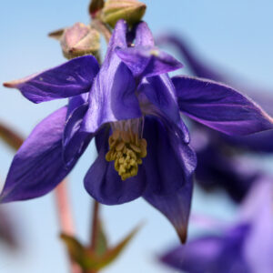 Aquilegia vulgaris - Akelei