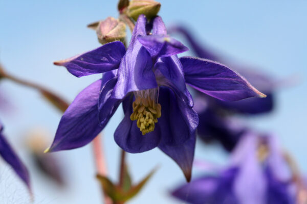 Aquilegia vulgaris - Akelei