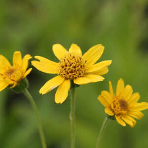Arnica chamissonis - Arnika