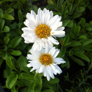 Aster alpinus 'Albus' - Alpen-Aster 'Albus'