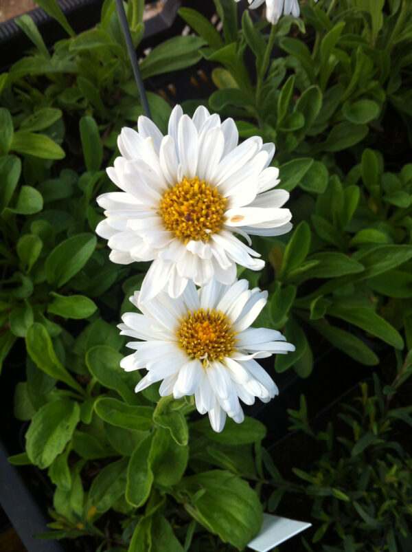 Aster alpinus 'Albus' - Alpen-Aster 'Albus'