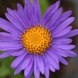 Aster alpinus 'Dunkle Schöne' - Alpen-Aster