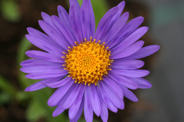 Aster alpinus 'Dunkle Schöne' - Alpen-Aster