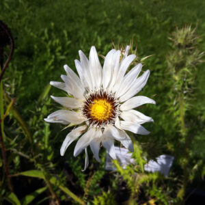 Berkheya cirsiifolia