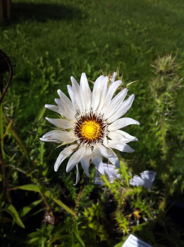 Berkheya cirsiifolia