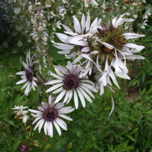 Berkheya purpurea - Südafrikanische Purpurdistel