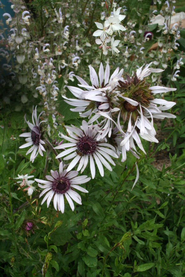 Berkheya purpurea - Südafrikanische Purpurdistel