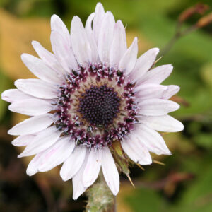 Berkheya purpurea - Südafrikanische Purpurdistel