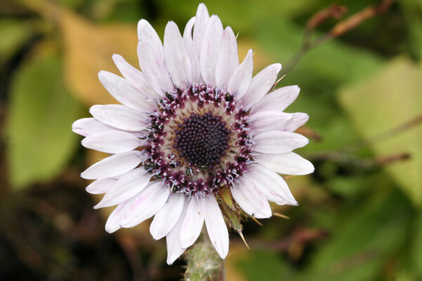 Berkheya purpurea - Südafrikanische Purpurdistel