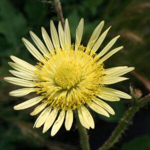 Berkheya radula