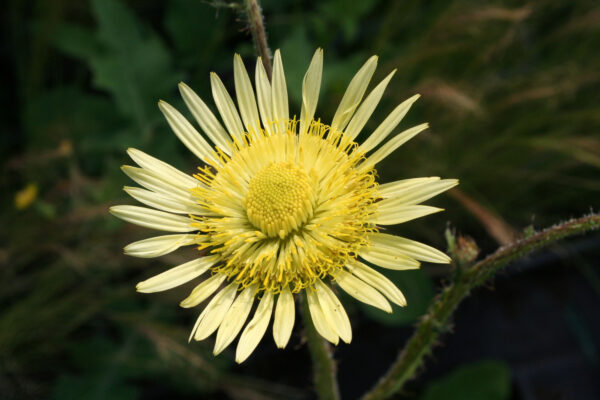 Berkheya radula