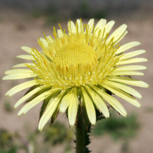 Berkheya radula