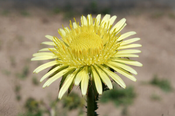 Berkheya radula