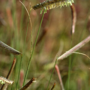 Bouteloua gracilis - Moskitogras