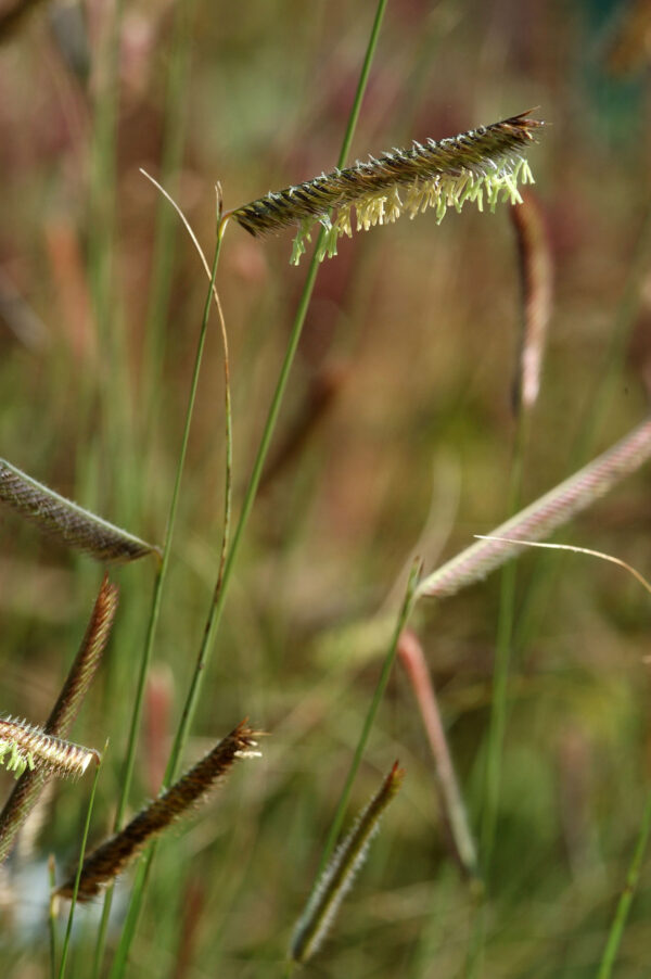 Bouteloua gracilis - Moskitogras